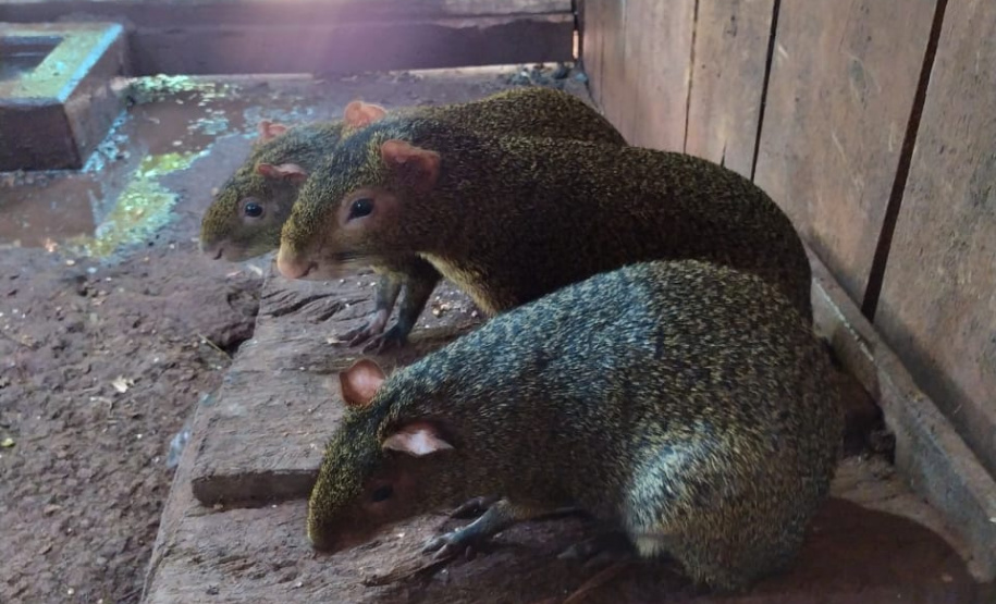Polícia Ambiental descobre cativeiro de pacas e cutias em Toledo (PR), no Oeste paranaense