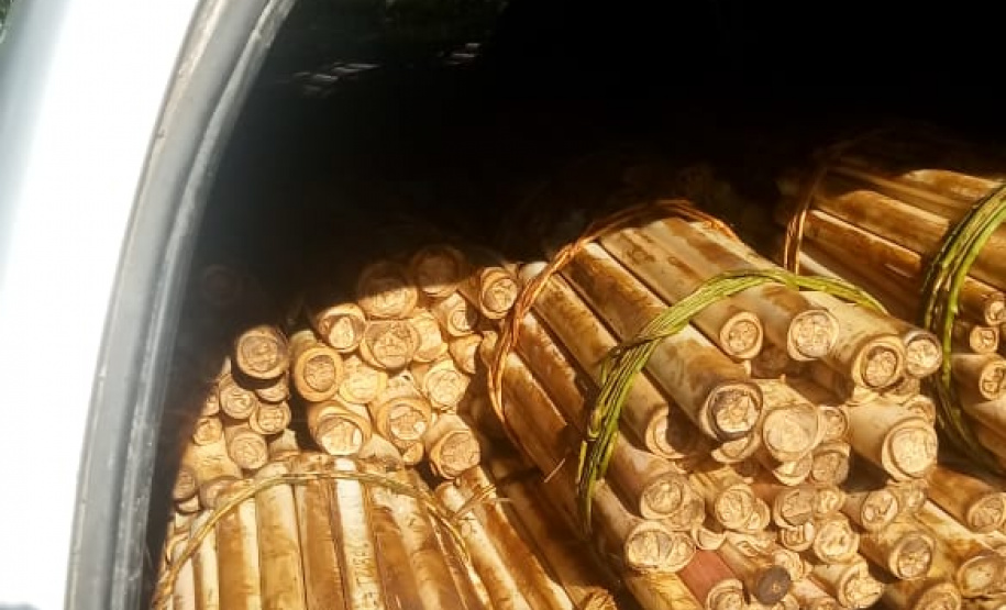 Polícia Ambiental prende homem que transportava Palmito in natura no Litoral do estado