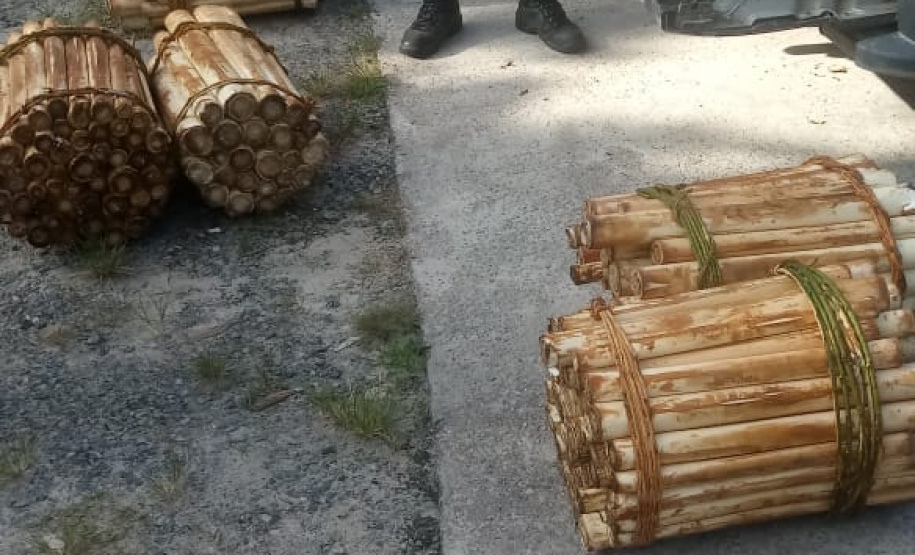 Polícia Ambiental prende homem que transportava Palmito in natura no Litoral do estado