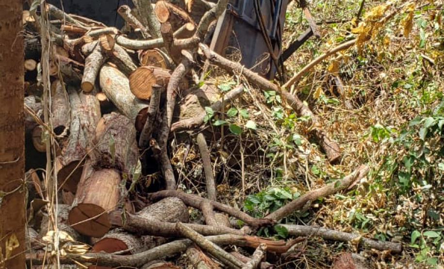 BPAmb-FV encontra toras de árvores nativas e aplica multa no Oeste do estado