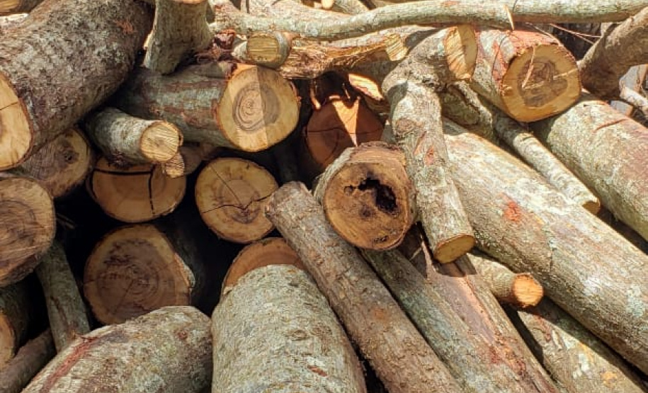 BPAmb-FV encontra toras de árvores nativas e aplica multa no Oeste do estado