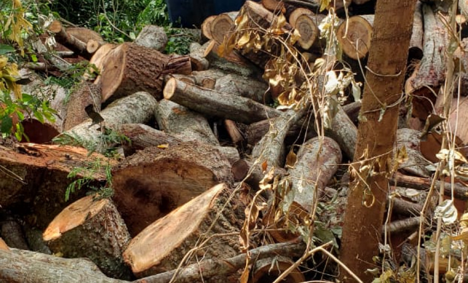 BPAmb-FV encontra toras de árvores nativas e aplica multa no Oeste do estado