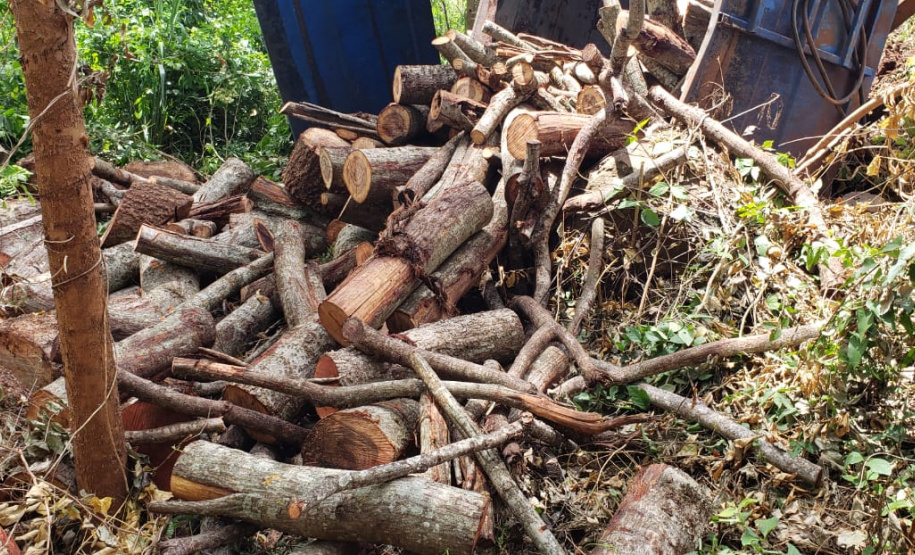 BPAmb-FV encontra toras de árvores nativas e aplica multa no Oeste do estado
