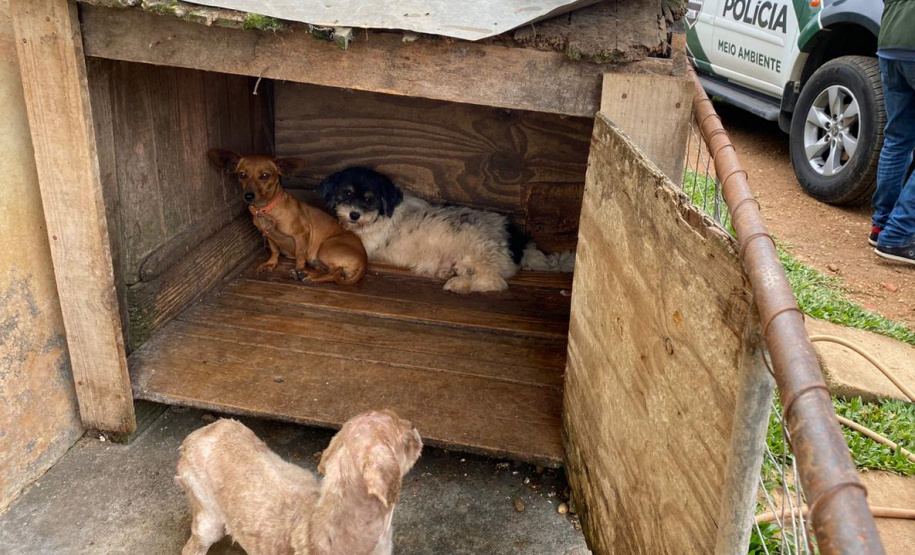 PCPR resgata mais de 50 cães de raça em condições de maus-tratos