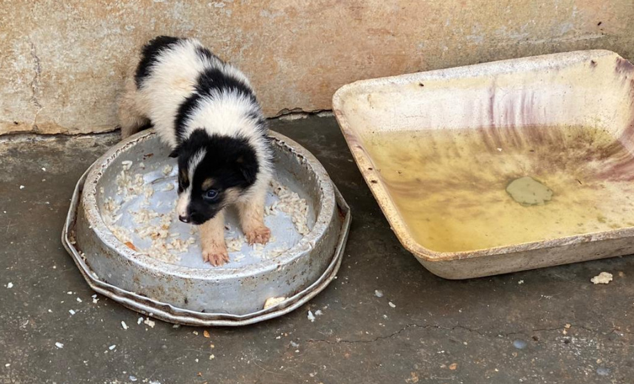 PCPR resgata mais de 50 cães de raça em condições de maus-tratos