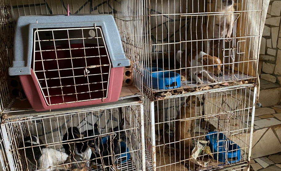 PCPR resgata mais de 50 cães de raça em condições de maus-tratos