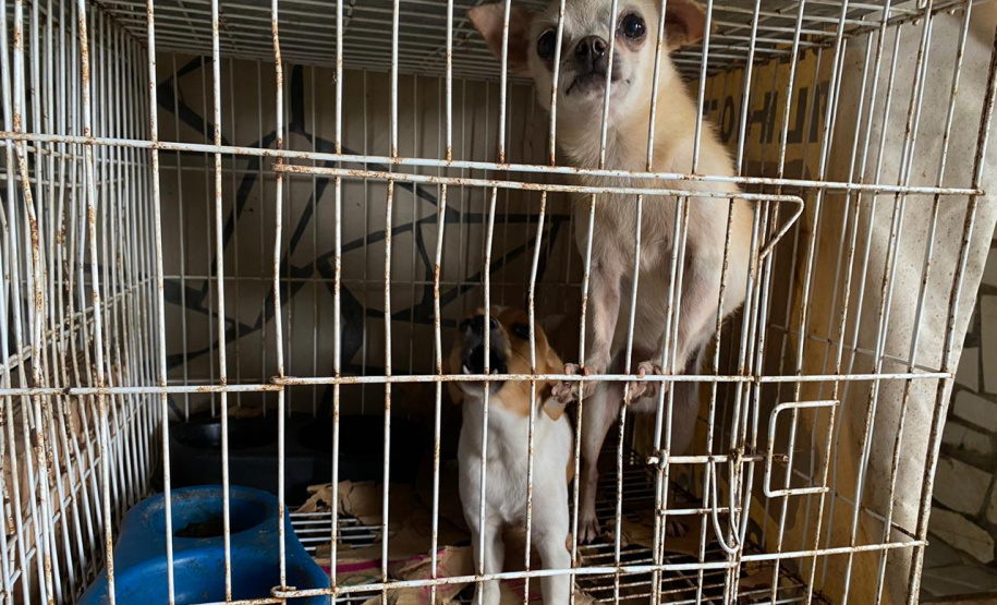 PCPR resgata mais de 50 cães de raça em condições de maus-tratos