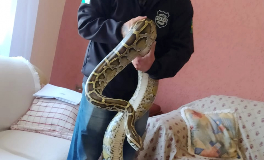 PCPR apreende duas cobras e autua homem na RMC