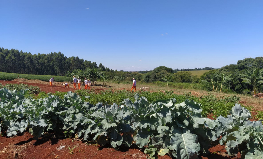 Penitenciária de Cascavel ganha horta orgânica