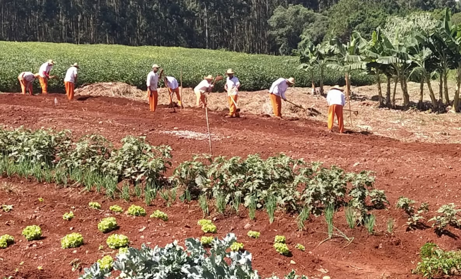 Penitenciária de Cascavel ganha horta orgânica