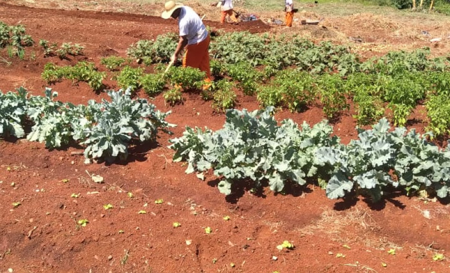Penitenciária de Cascavel ganha horta orgânica