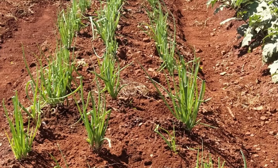 Penitenciária de Cascavel ganha horta orgânica