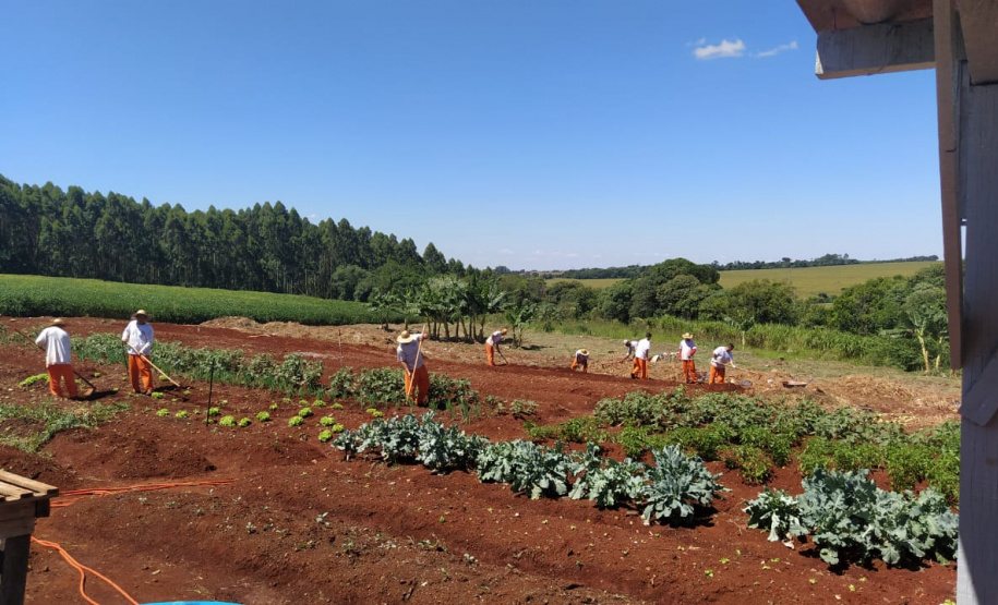 Penitenciária de Cascavel ganha horta orgânica