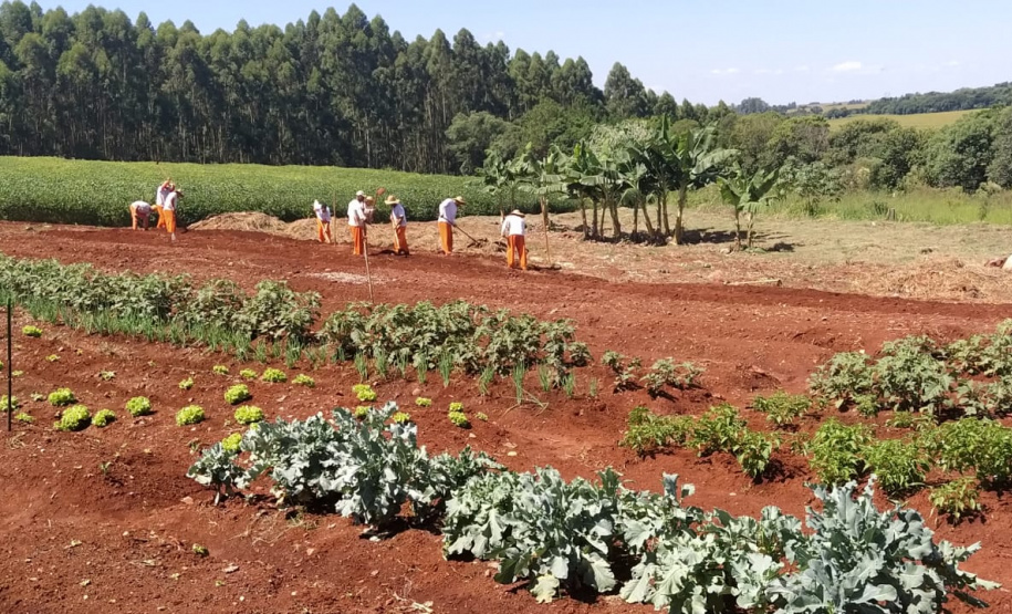 Penitenciária de Cascavel ganha horta orgânica