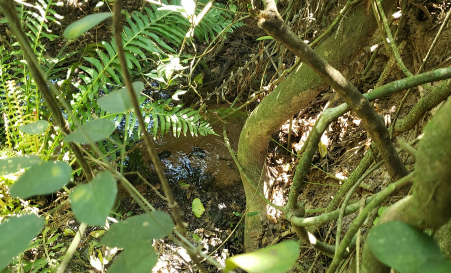 Granja que depositava frangos mortos em área de proteção permanente é autuada em R$ 10 mil pela Polícia Ambiental em Iporã