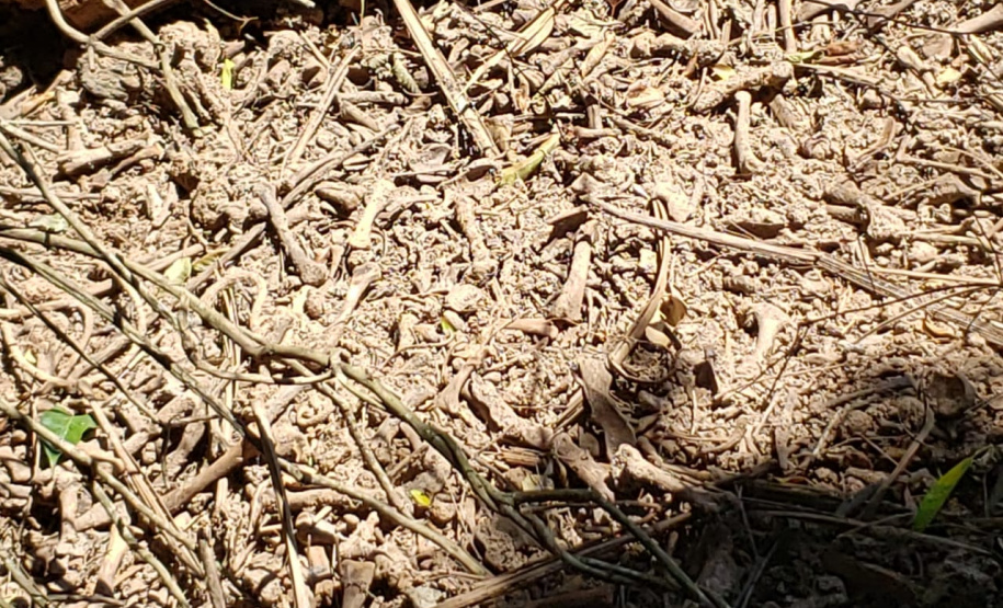 Granja que depositava frangos mortos em área de proteção permanente é autuada em R$ 10 mil pela Polícia Ambiental em Iporã