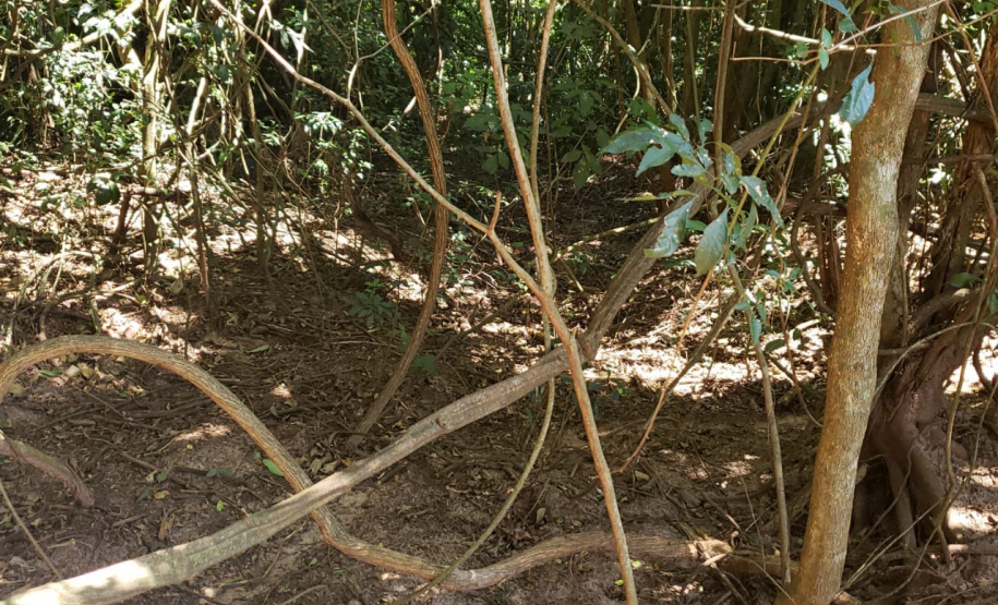 Granja que depositava frangos mortos em área de proteção permanente é autuada em R$ 10 mil pela Polícia Ambiental em Iporã