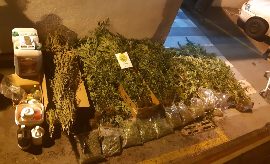 PM descobre plantio de maconha e apreende mais de 280 mudas em barracão em São José dos Pinhais (PR), na RMC