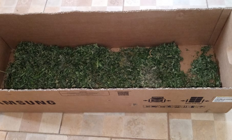 PM descobre plantio de maconha e apreende mais de 280 mudas em barracão em São José dos Pinhais (PR), na RMC