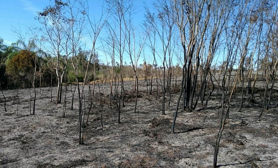 Incêndios ambientais crescem 33% no Paraná no 1.º trimestre