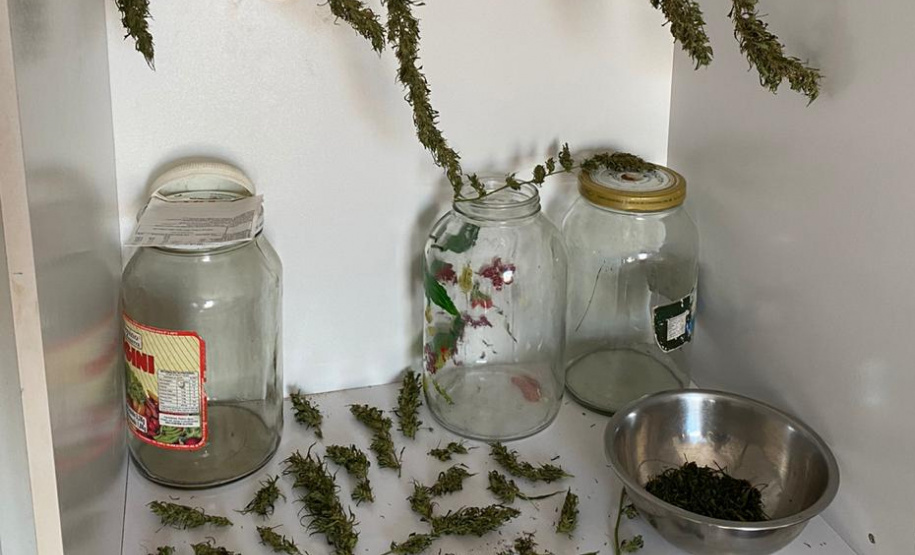 PCPR localiza laboratório de beneficiamento de maconha em Ponta Grossa