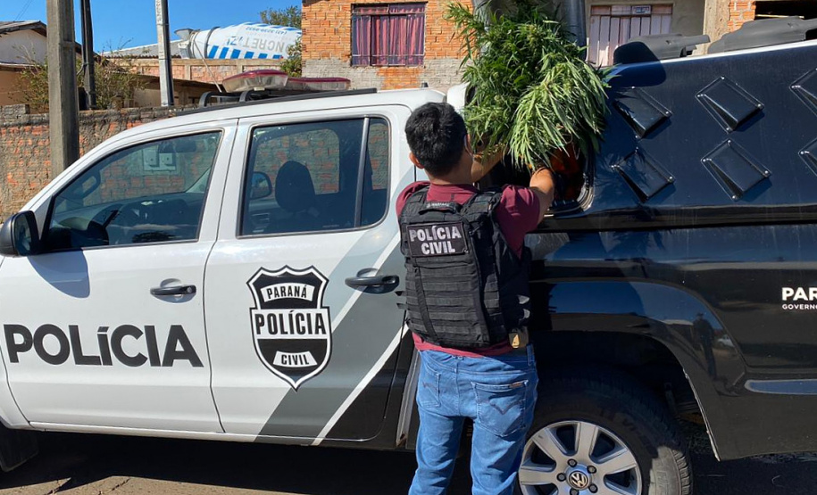 PCPR localiza laboratório de beneficiamento de maconha em Ponta Grossa
