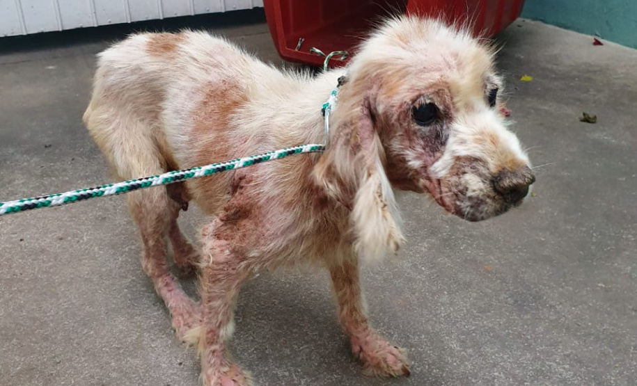 PCPR resgata mais de 80 cães em situação de maus-tratos em Bocaiúva do Sul