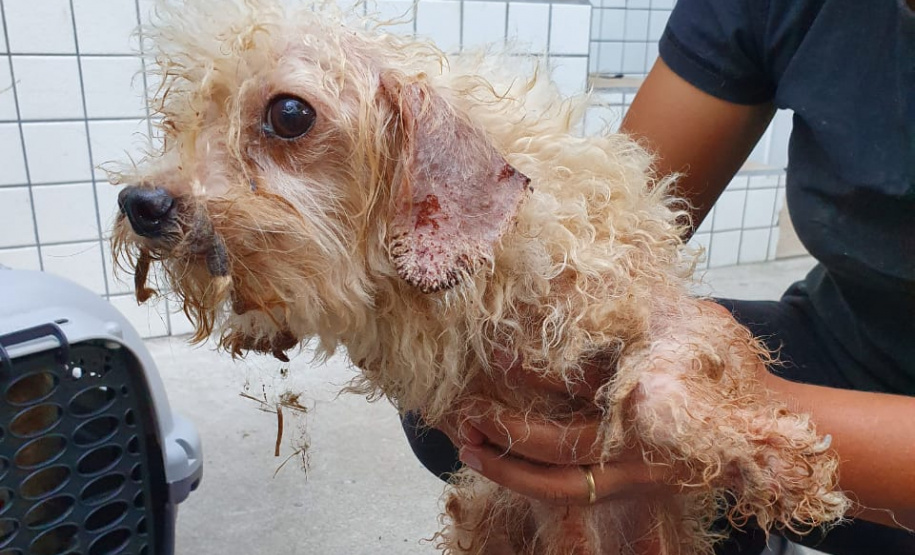 PCPR resgata mais de 80 cães em situação de maus-tratos em Bocaiúva do Sul