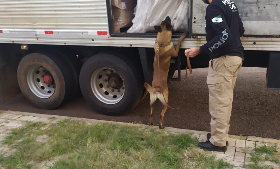 PCPR apreende 3,1 toneladas de maconha no Norte do Estado