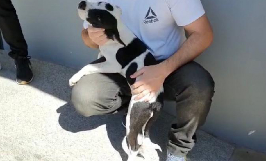 PCPR recupera cães furtados de empresa da RMC