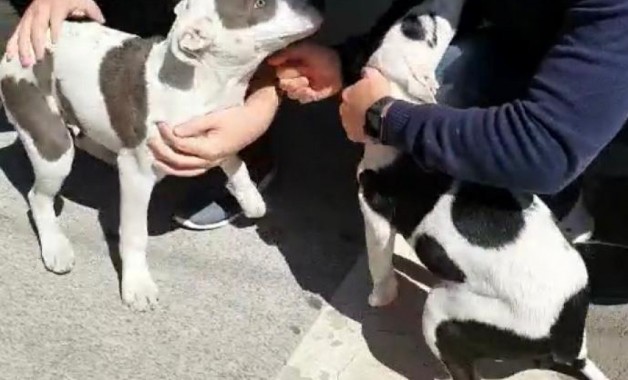 PCPR recupera cães furtados de empresa da RMC