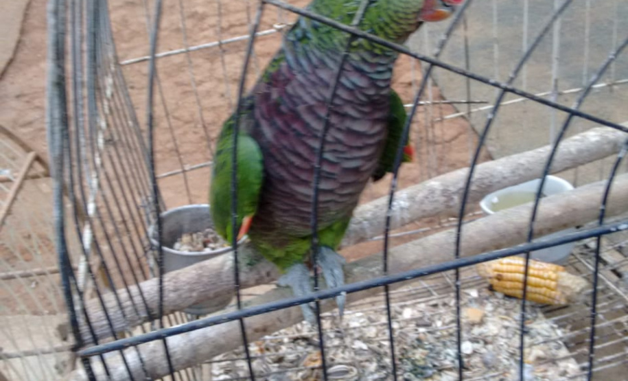 Polícia Ambiental prende seis pessoas e apreende duas toneladas de carvão e três balões, em ações distintas na RMC