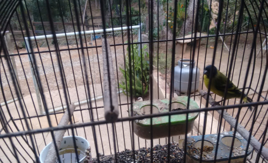 Polícia Ambiental prende seis pessoas e apreende duas toneladas de carvão e três balões, em ações distintas na RMC