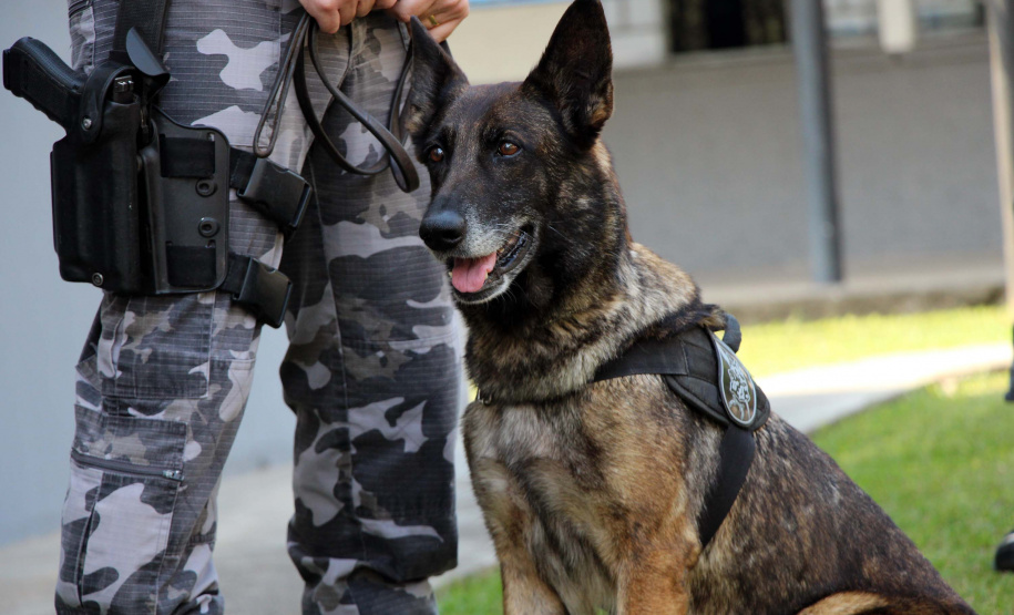 Cães do Bope se aposentam após 9 anos de atuação