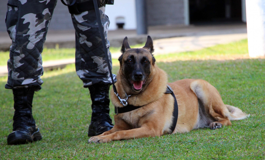 Cães do Bope se aposentam após 9 anos de atuação