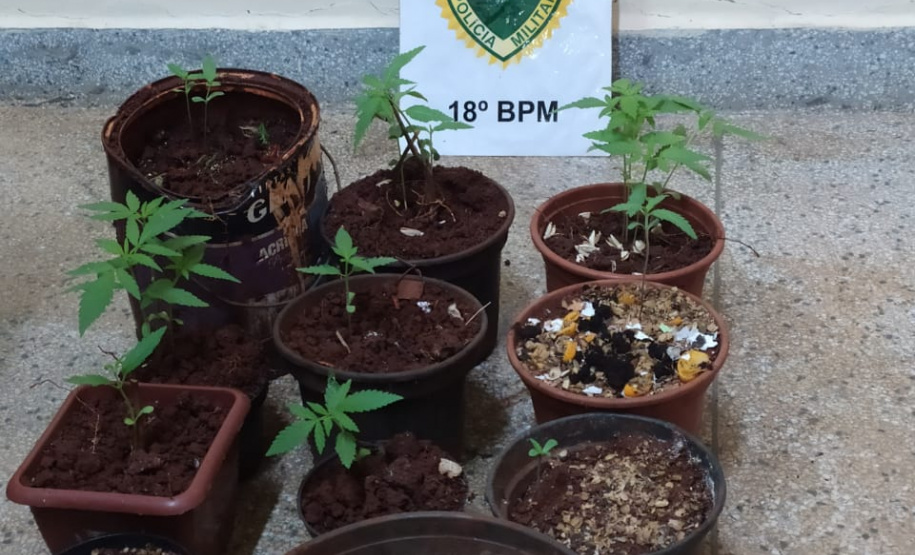 Em ações distintas, PM encaminha oito pessoas e apreende pés de maconha e armas de fogo no Norte do estado