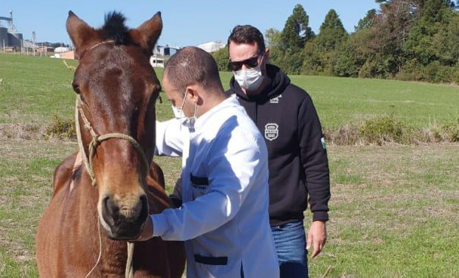 PCPR resgata dois cavalos em situação de maus-tratos em Palmeira