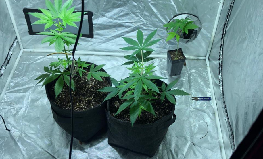 PCPR apreende 850 pontos de LSD e pés de ervas na RMC