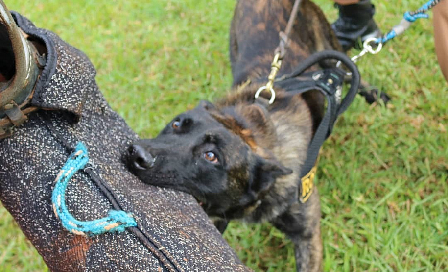 PCPR participa de treinamento integrado de cães policiais em Pato Branco