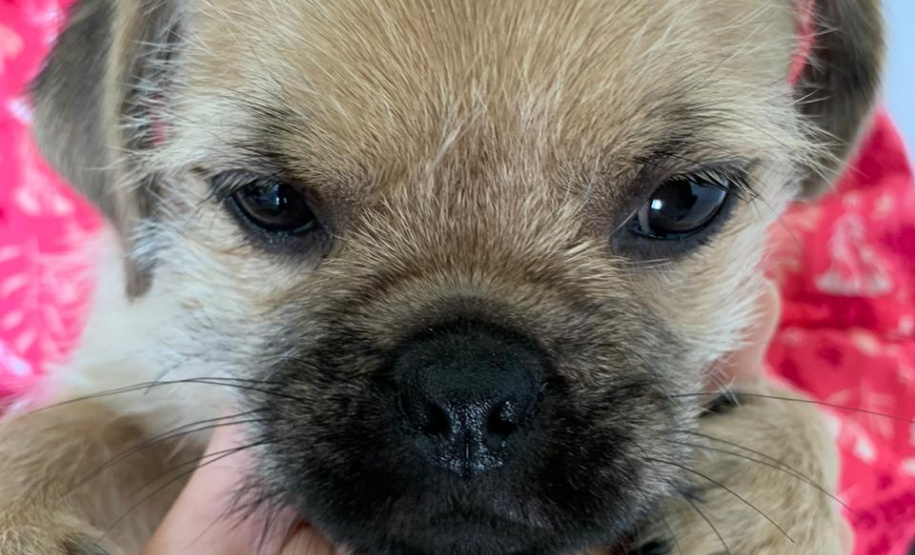 Polícia Civil investiga suspeita de vender cães como se fossem da raça Pug