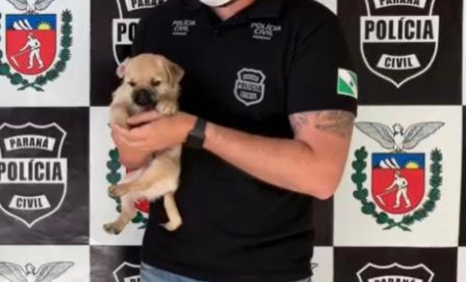 Polícia Civil investiga suspeita de vender cães como se fossem da raça Pug
