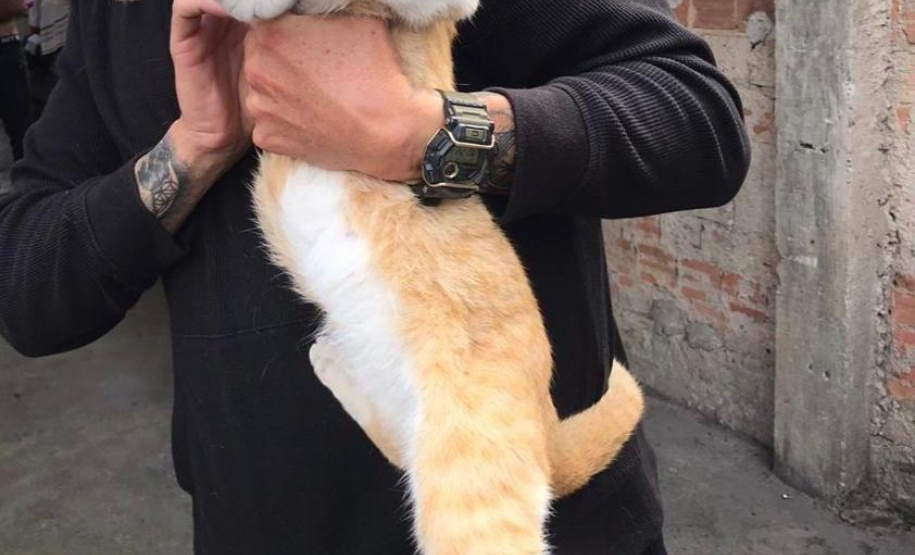 Polícia Civil resgata gato que foi submetido a “fumar” maconha em Curitiba