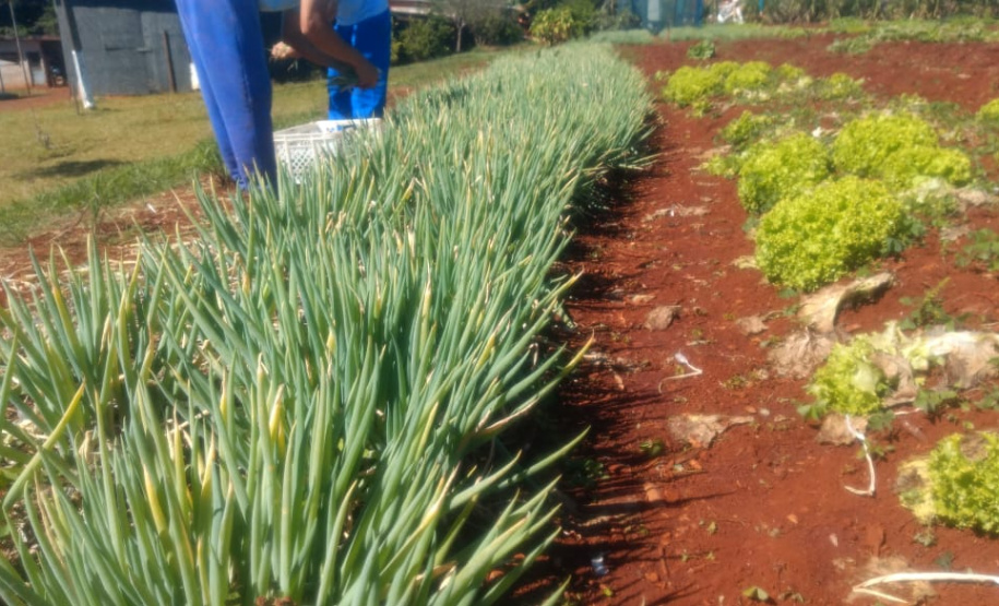 Horta da PIC ganha conceito de reaproveitamento e sustentabilidade