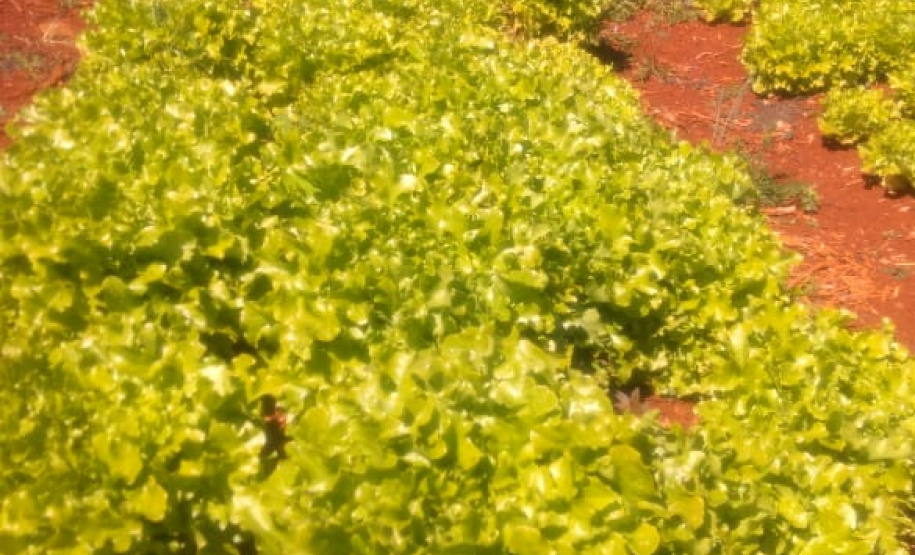 Horta da PIC ganha conceito de reaproveitamento e sustentabilidade