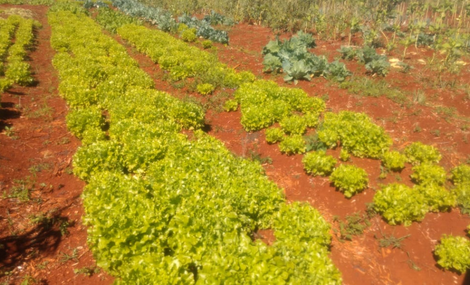 Horta da PIC ganha conceito de reaproveitamento e sustentabilidade