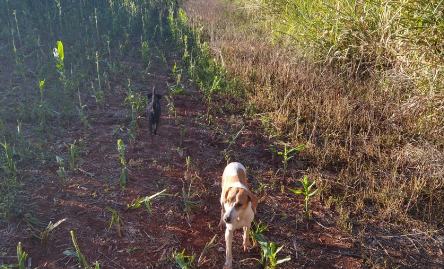 Barcos, redes de pesca, armas e anzóis são apreendidos durante abordagens da Operação Ostensividade Aquática no Interior do estado
