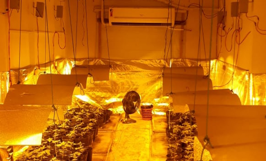 Laboratório para produção de maconha é descoberto pelo BOPE em chácara na RMC; cerca de 500 vasos com a planta são apreendidos