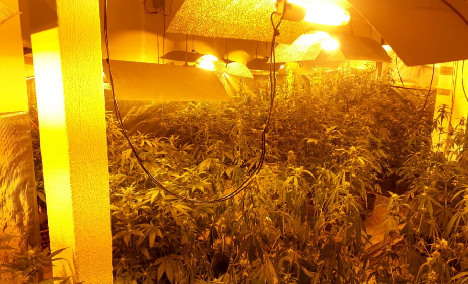 Laboratório para produção de maconha é descoberto pelo BOPE em chácara na RMC; cerca de 500 vasos com a planta são apreendidos