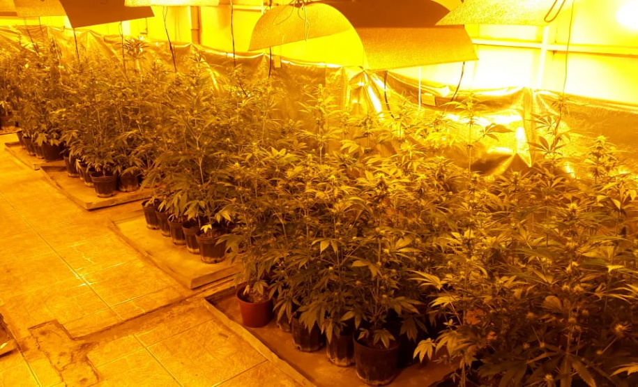 Laboratório para produção de maconha é descoberto pelo BOPE em chácara na RMC; cerca de 500 vasos com a planta são apreendidos