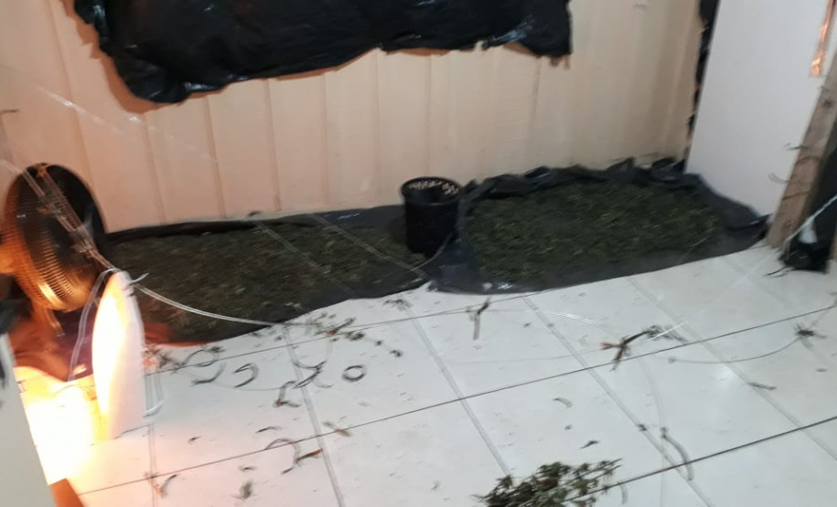 Laboratório para produção de maconha é descoberto pelo BOPE em chácara na RMC; cerca de 500 vasos com a planta são apreendidos